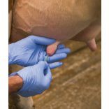 Tőgykatéter, szilikon, 20 db, steril