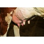 UdderoSoft bimbókötszer, 6 cm x 5 m