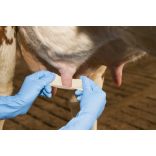 UdderoSoft bimbókötszer, 6 cm x 5 m