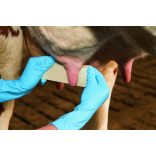 UdderoSoft bimbókötszer, 6 cm x 5 m