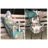 Chair for Sheep Hoof Trimming and Handling