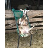 Chair for Sheep Hoof Trimming and Handling