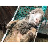 Only use for forelegs!