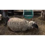 Farmer Starter Sheep Goat restrainer 