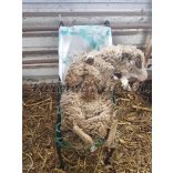 Farmer Starter Sheep Goat restrainer 