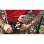 Campagnola Speedy körmölő metszőolló – 3 db akkumulátor