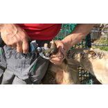 Campagnola Speedy körmölő metszőolló – 3 db akkumulátor