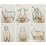 Juh, kecske hüvely, méh előesés gátló - 1 db