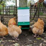 Baromfi SMART etető – bővíthető önetető
