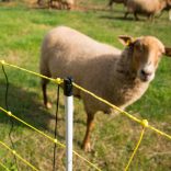 Juhháló VERTICAL 90cm/50m 2 tüskés