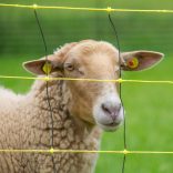 Farkas háló HORINETZ Super plus 90/120cm/50m 1 tüskés