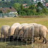 Juhháló TURBOMAX Extra 90cm/50m 2 tüskés