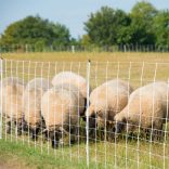 Juhháló TURBOMAX Extra 105cm/50m 2 tüskés