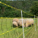 Juhháló HORINEZT 90cm/50m 1 tüskés