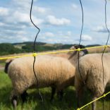 Juhháló HORINEZT 90cm/50m 1 tüskés