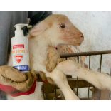 MHC MonoShield Lamb and Piglet – hasmenés ellen