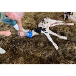 Respirátor, borjú méret – váladék kiszívása, lélegeztető pumpa