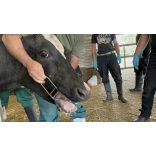 Farmer Starter Szarvasmarha, ló szájterpesz 