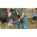 Farmer Starter Szarvasmarha, ló szájterpesz 