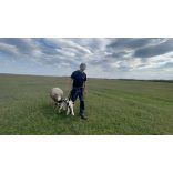 FS Bárány hordozó táska- és mérleg 