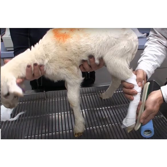 Bárány, gida lábrögzítő sín – csonttörés rögzítésre