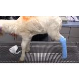 Bárány, gida lábrögzítő sín – csonttörés rögzítésre