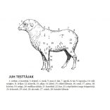 Juh lábrögzítő sín – felnőtt állat lábtörésre