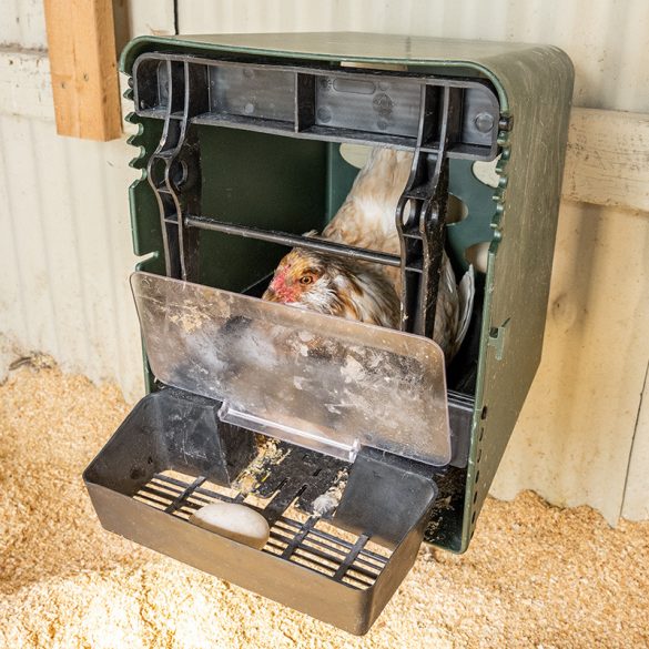 Baromfi SMART TOJÓFÉSZEK - tyúkok számára