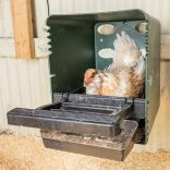 Baromfi SMART TOJÓFÉSZEK - tyúkok számára