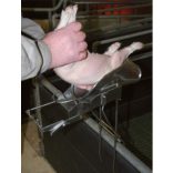 Malac kasztráló kaloda + állvány