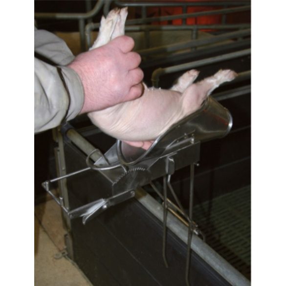 Malac kasztráló kaloda + állvány