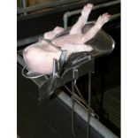 Malac kasztráló kaloda + állvány