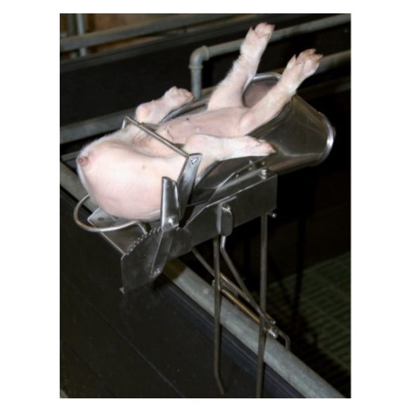 Malac kasztráló kaloda + állvány