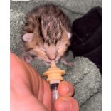 Kisállat nevelő cumi fecskendővel