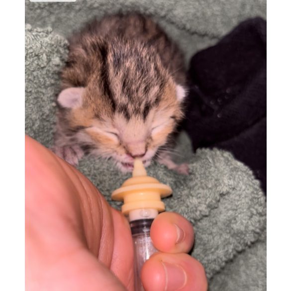 Kisállat nevelő cumi fecskendővel