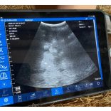 Vezeték nélküli állatorvosi ultrahang készülék - konvex 