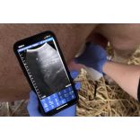 Vezeték nélküli állatorvosi ultrahang készülék - konvex 