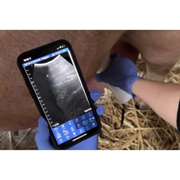 Vezeték nélküli állatorvosi ultrahang készülék - konvex 