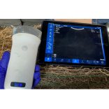 Vezeték nélküli állatorvosi ultrahang készülék - konvex 