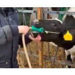 Borjú szájterpesz, bendőszonda vezető