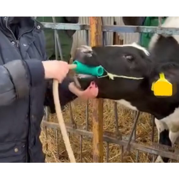 Borjú szájterpesz, bendőszonda vezető